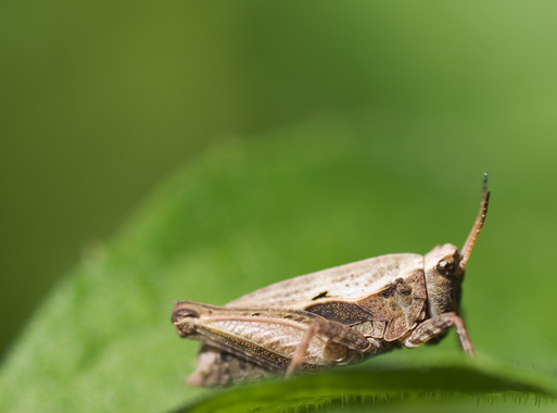 Tetrix subulata